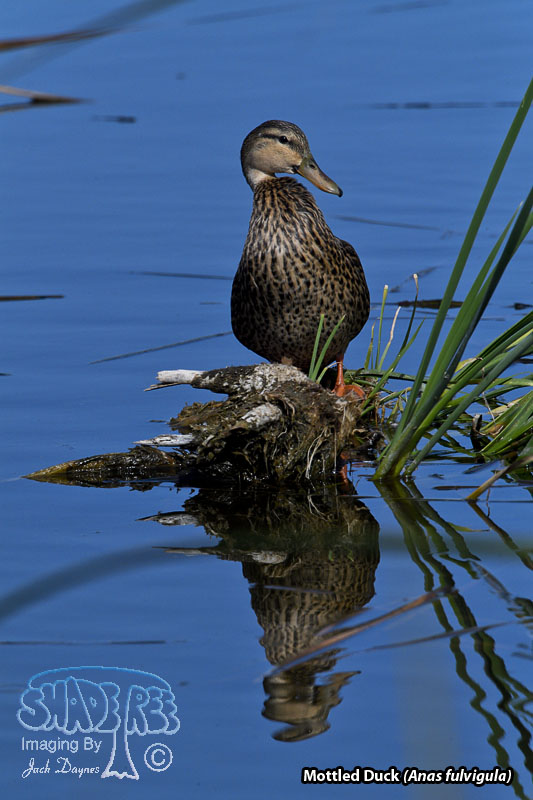 Mottled Duck - Anas fulvigula