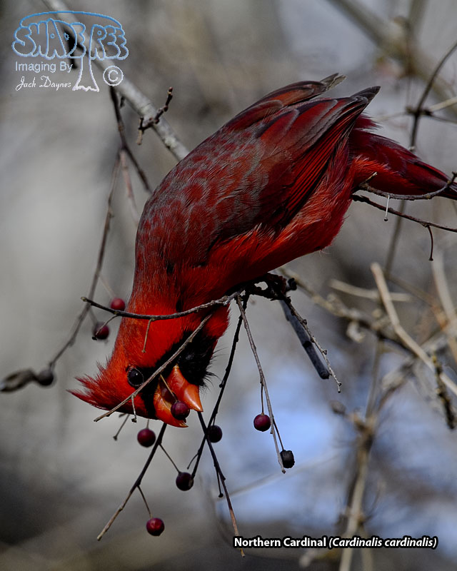 Northern Cardinal - Cardinalis cardinalis