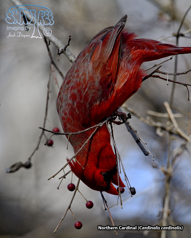 Northern Cardinal - Cardinalis cardinalis