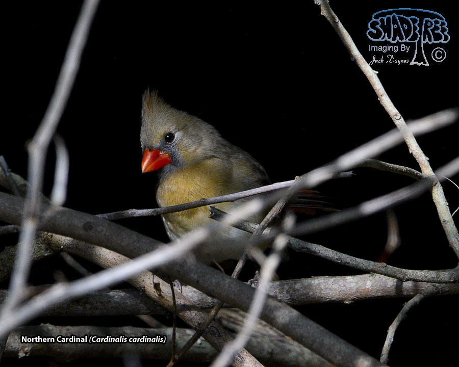 Northern Cardinal - Cardinalis cardinalis
