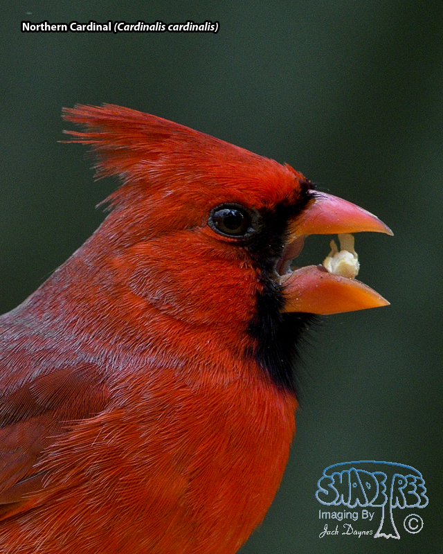 Northern Cardinal - Cardinalis cardinalis