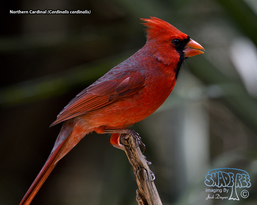 Northern Cardinal - Cardinalis cardinalis