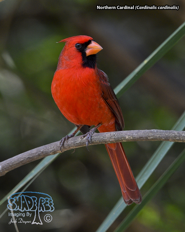 Northern Cardinal - Cardinalis cardinalis
