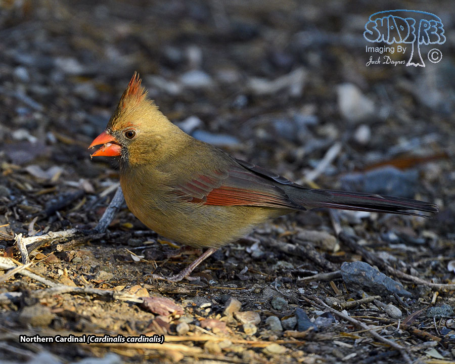 Northern Cardinal - Cardinalis cardinalis