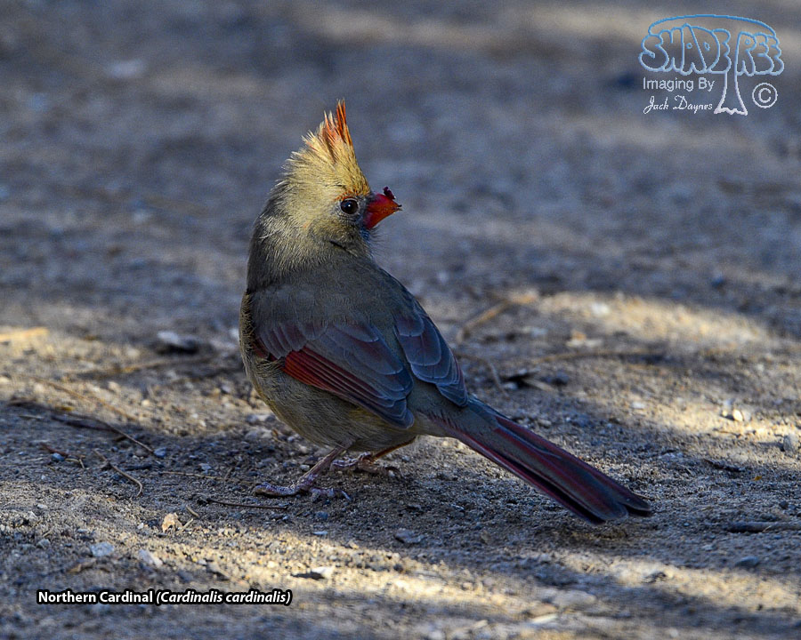 Northern Cardinal - Cardinalis cardinalis