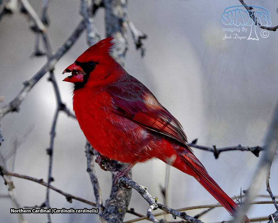 Northern Cardinal - Cardinalis cardinalis