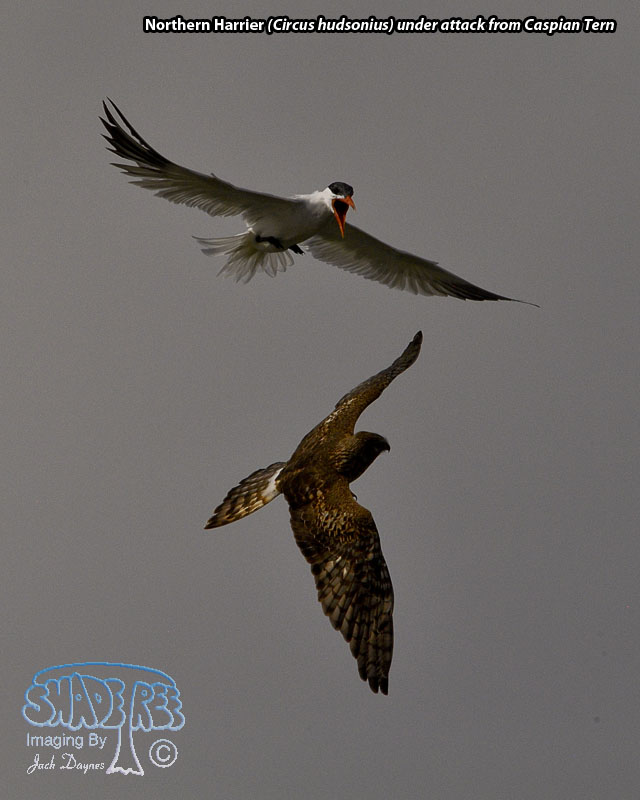 Northern Harrier - Circus hudsonius
