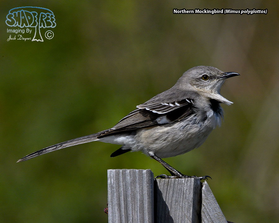 Northern Mockingbird - Mimus polyglottos