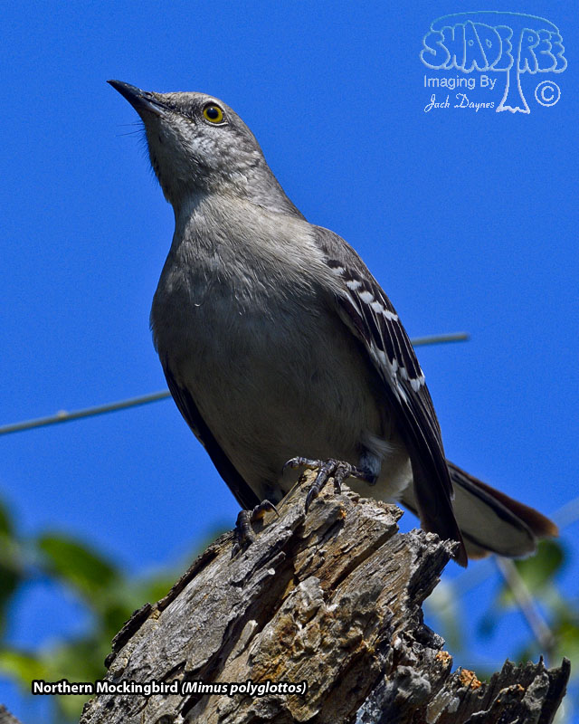 Northern Mockingbird - Mimus polyglottos