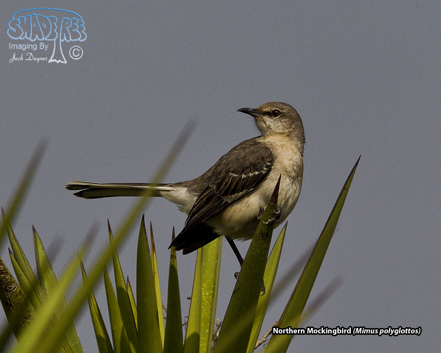 Northern Mockingbird - Mimus polyglottos