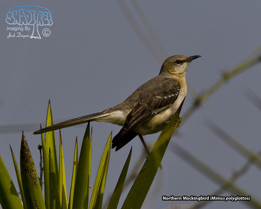 Northern Mockingbird - Mimus polyglottos