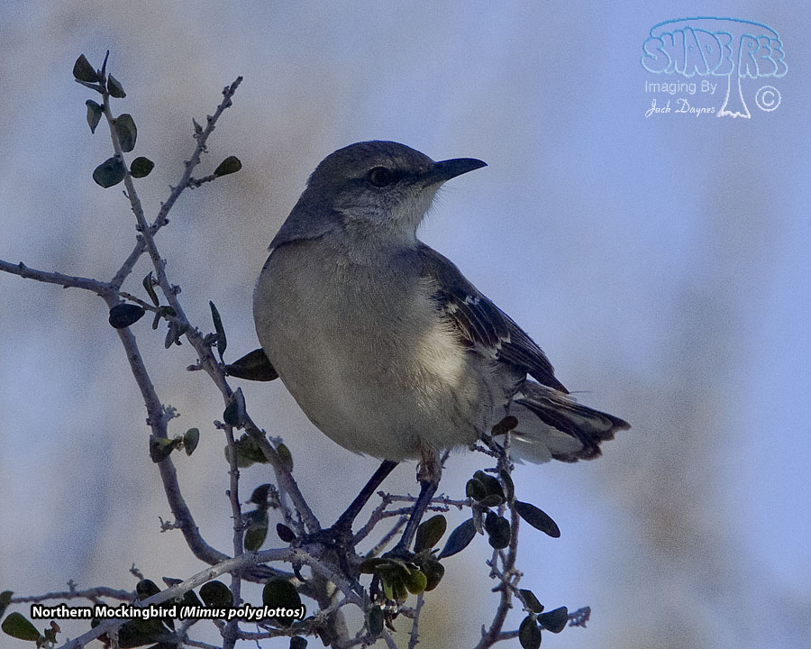 Northern Mockingbird - Mimus polyglottos