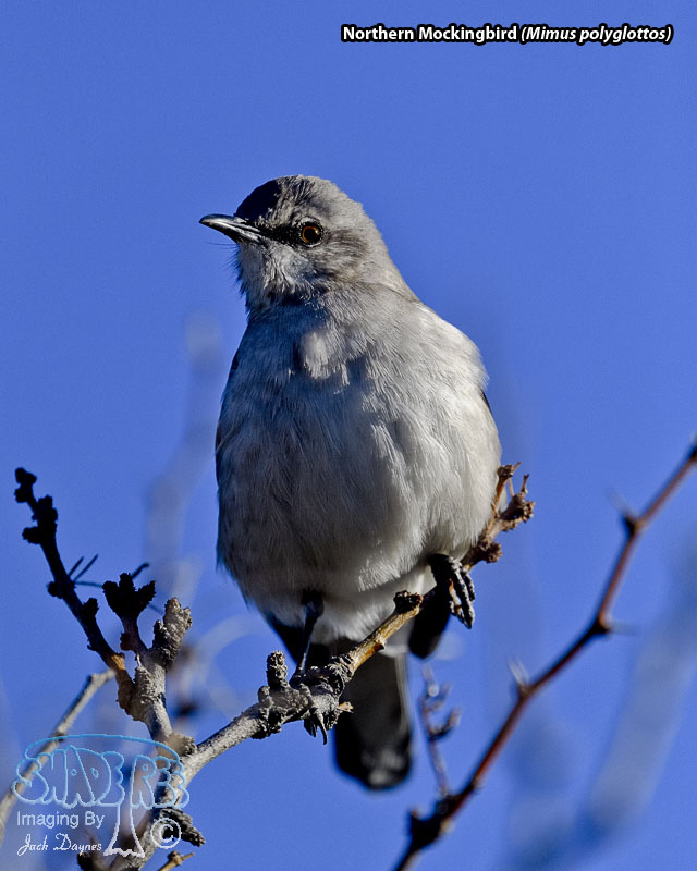Northern Mockingbird - Mimus polyglottos