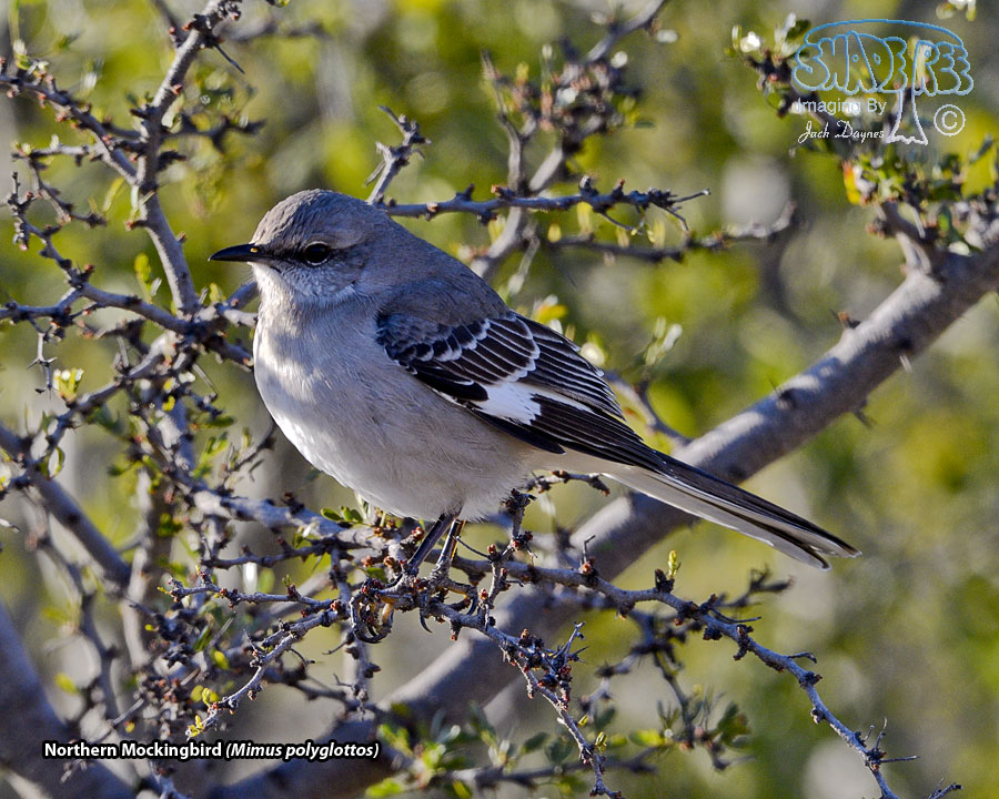 Northern Mockingbird - Mimus polyglottos