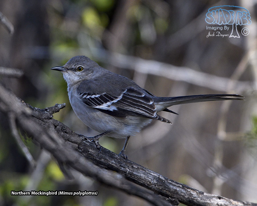 Northern Mockingbird - Mimus polyglottos