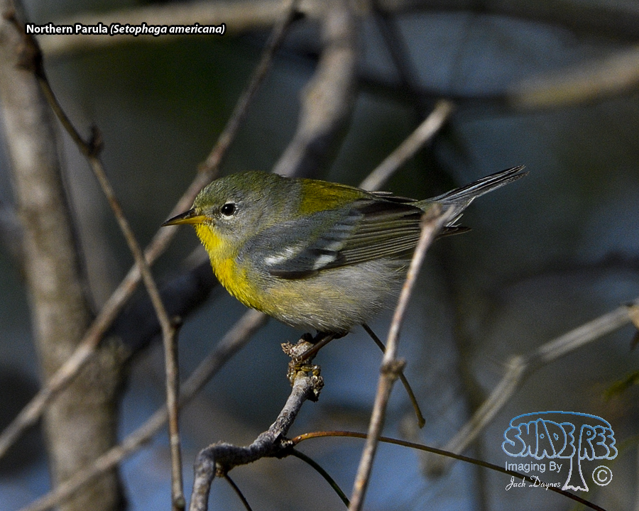 Northern Parula - Setophaga americana