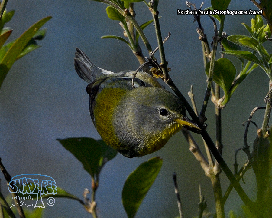 Northern Parula - Setophaga americana