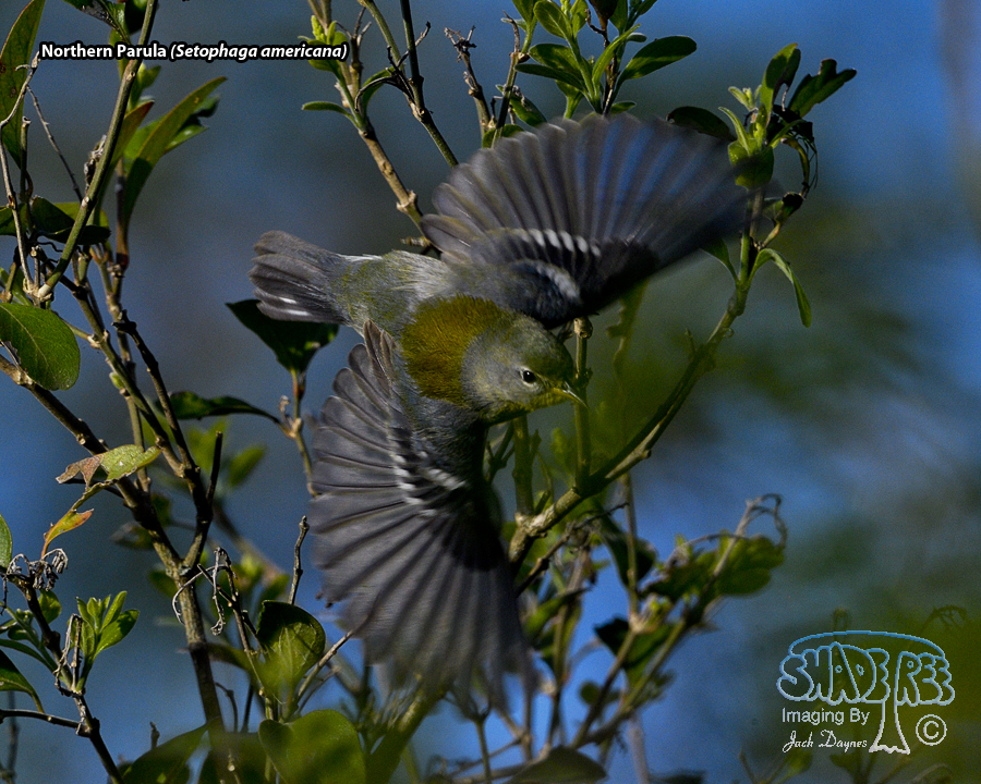 Northern Parula - Setophaga americana