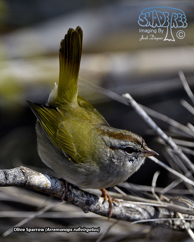 Olive Sparrow - Arremonops rufivirgatus