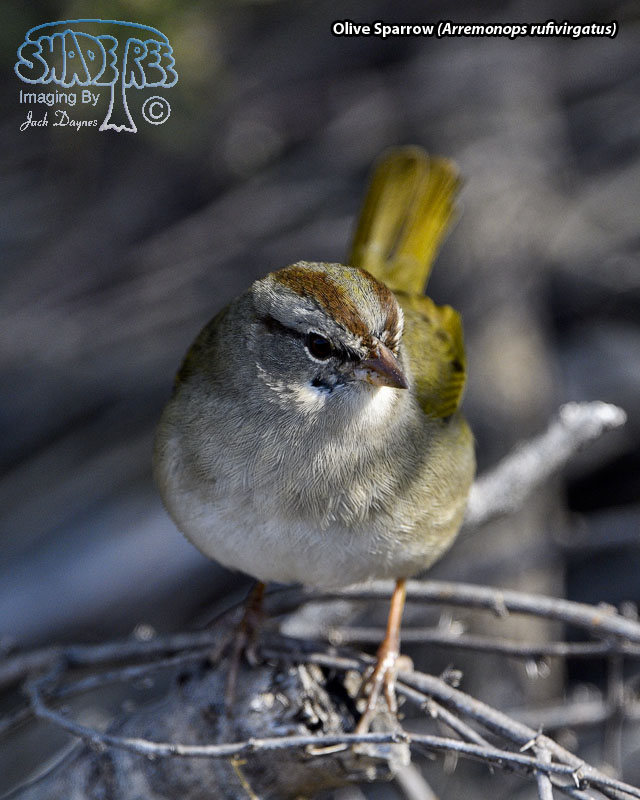 Olive Sparrow - Arremonops rufivirgatus