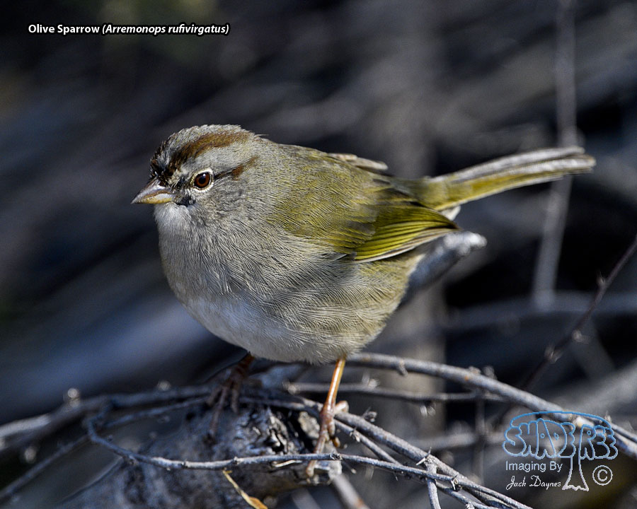 Olive Sparrow - Arremonops rufivirgatus