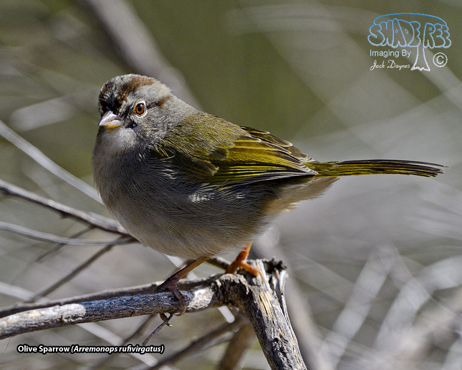 Olive Sparrow - Arremonops rufivirgatus