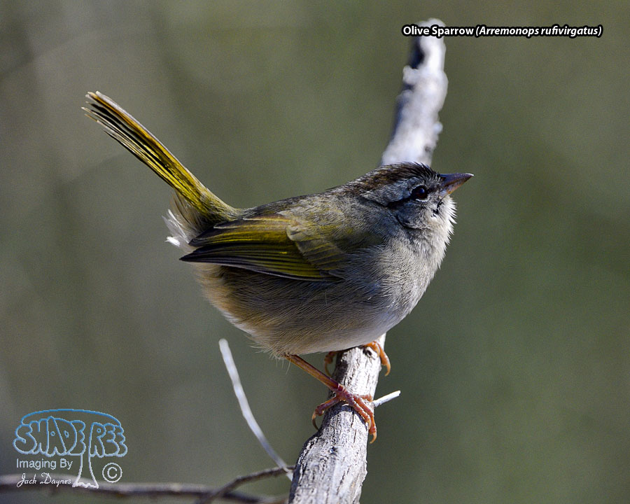 Olive Sparrow - Arremonops rufivirgatus