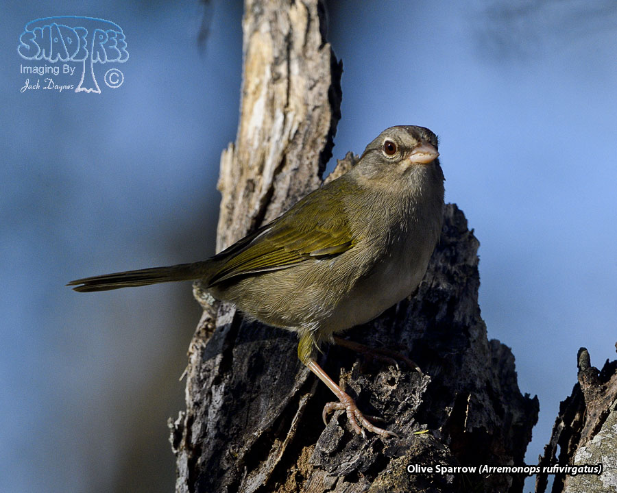 Olive Sparrow - Arremonops rufivirgatus