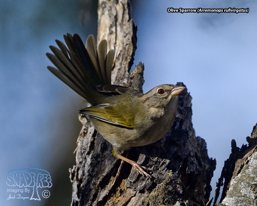 Olive Sparrow - Arremonops rufivirgatus