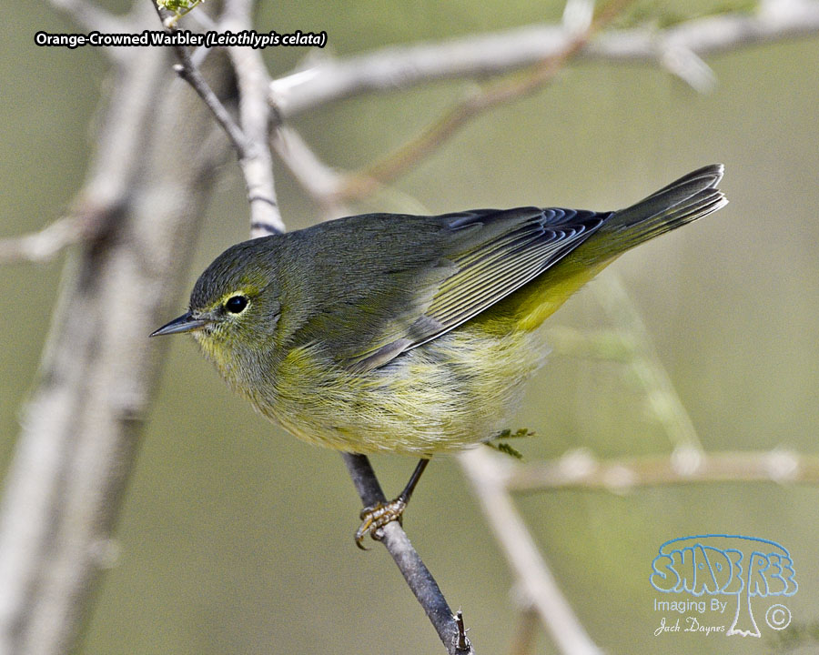 Orange-Crowned Warbler - Leiothlypis celata