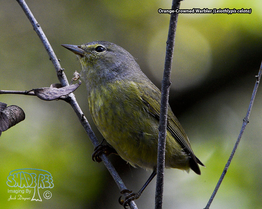 Orange-Crowned Warbler - Leiothlypis celata