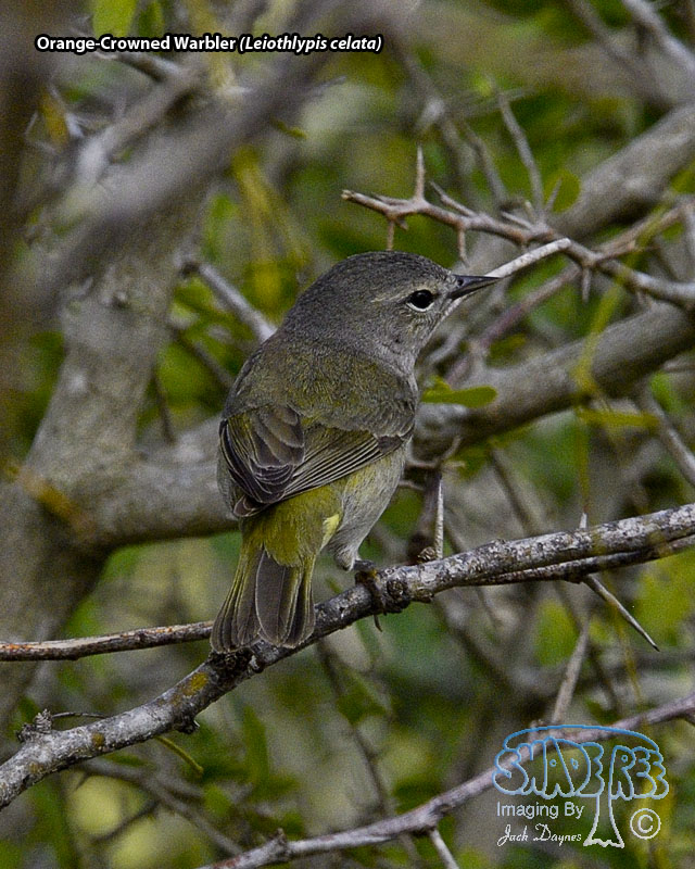 Orange-Crowned Warbler - Leiothlypis celata