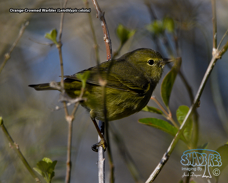 Orange-Crowned Warbler - Leiothlypis celata