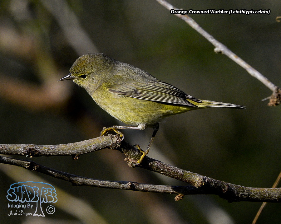 Orange-Crowned Warbler - Leiothlypis celata