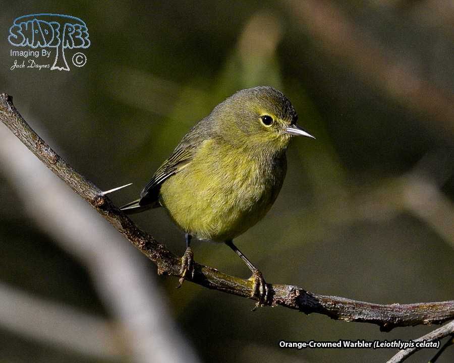 Orange-Crowned Warbler - Leiothlypis celata