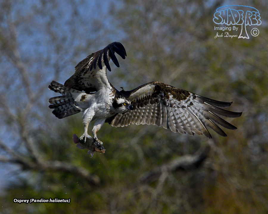Osprey - Pandion haliaetus
