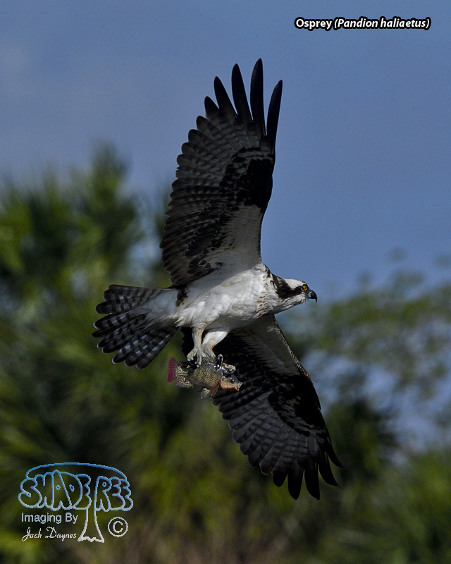 Osprey - Pandion haliaetus