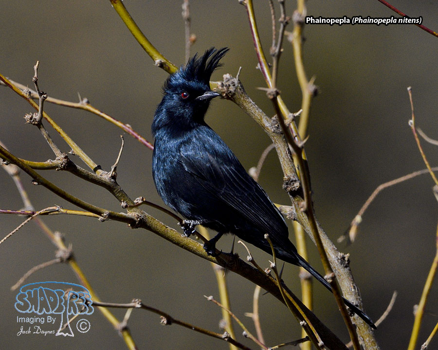 Phainopepla - Phainopepla nitens