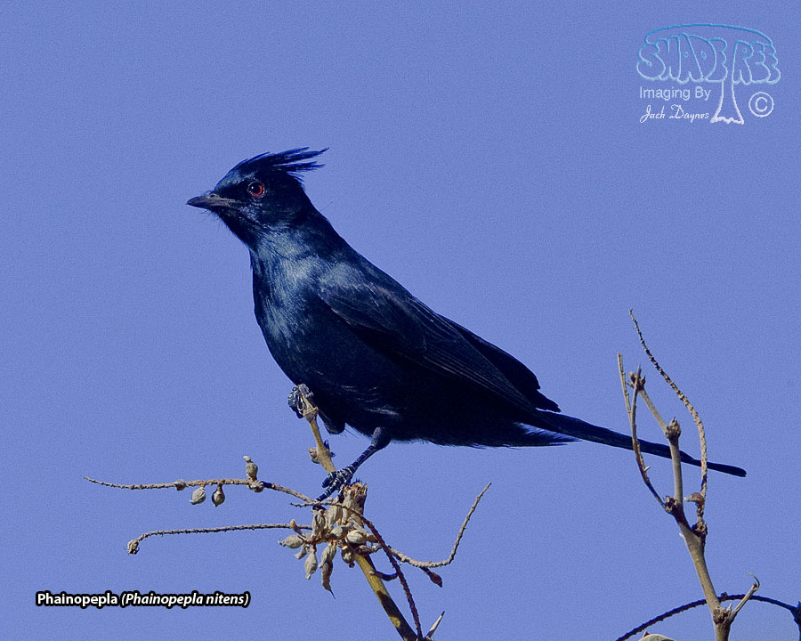 Phainopepla - Phainopepla nitens