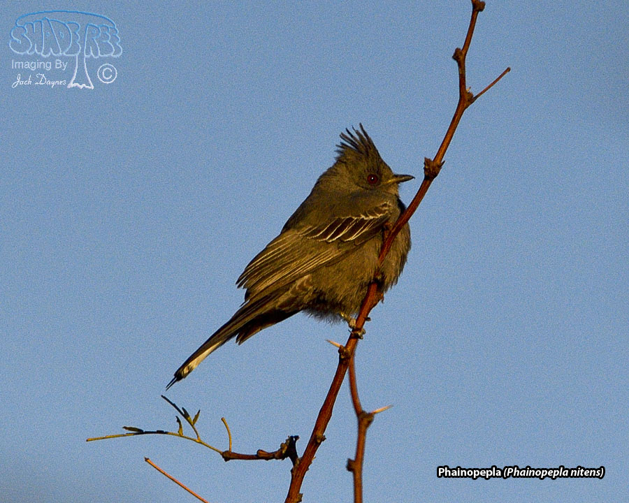 Phainopepla - Phainopepla nitens