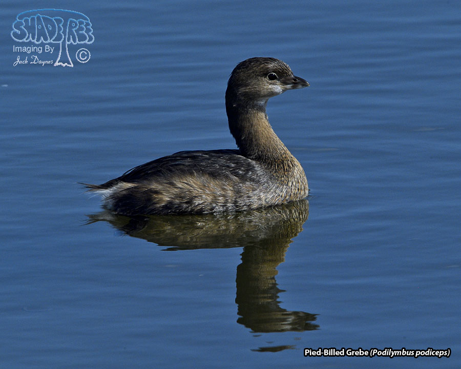 Pied-Billed Grebe - Podilymbus podiceps