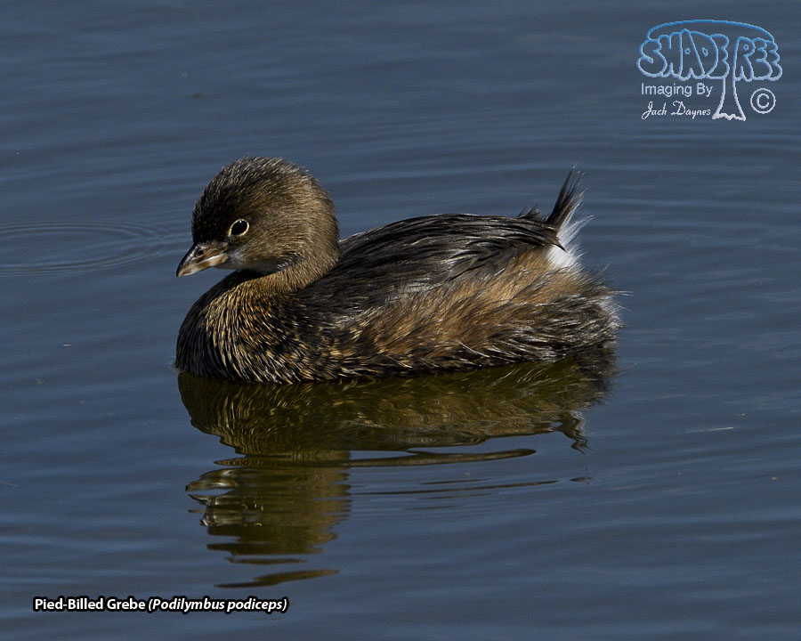 Pied-Billed Grebe - Podilymbus podiceps