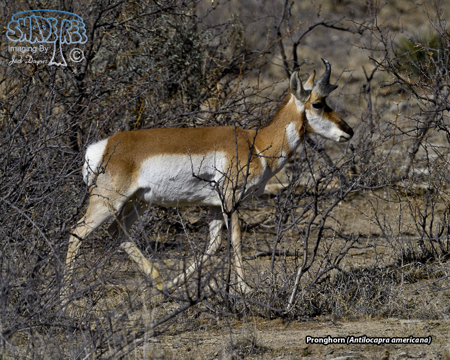 Pronghorn - Antilocapra americana