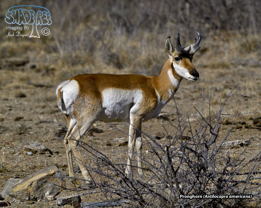 Pronghorn - Antilocapra americana