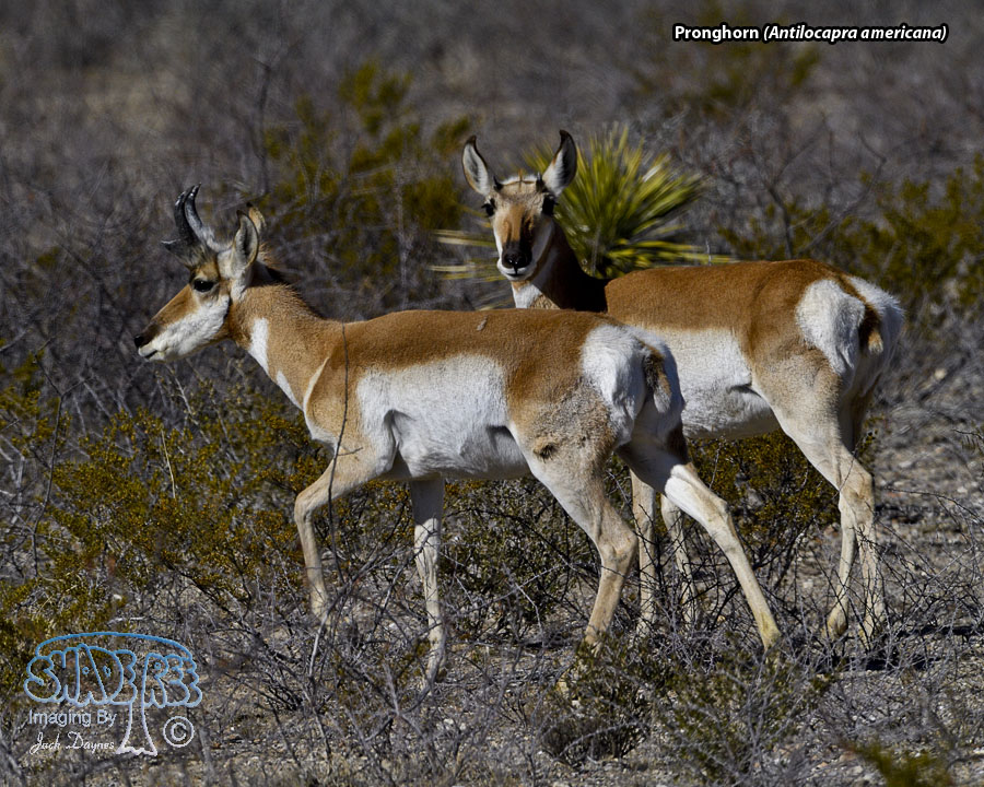 Pronghorn - Antilocapra americana
