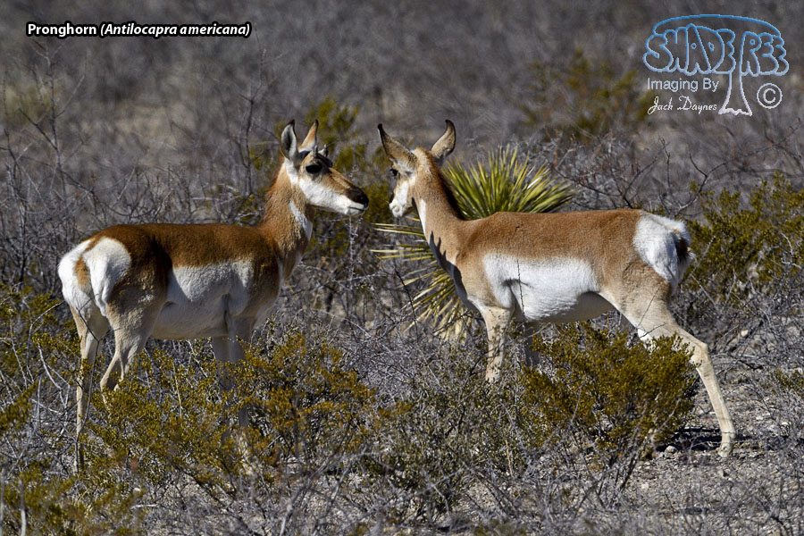 Pronghorn - Antilocapra americana