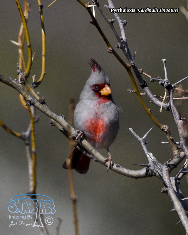 Pyrrhuloxia - Cardinalis sinuatus