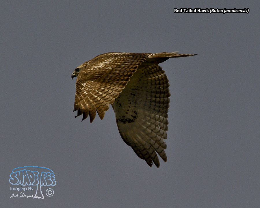 Red-Tailed Hawk - Buteo jamaicensis