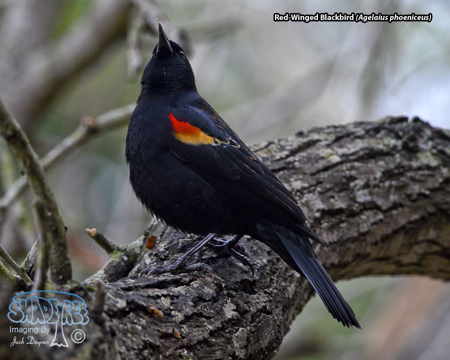 Red-Winged Blackbird - Agelaius phoeniceus