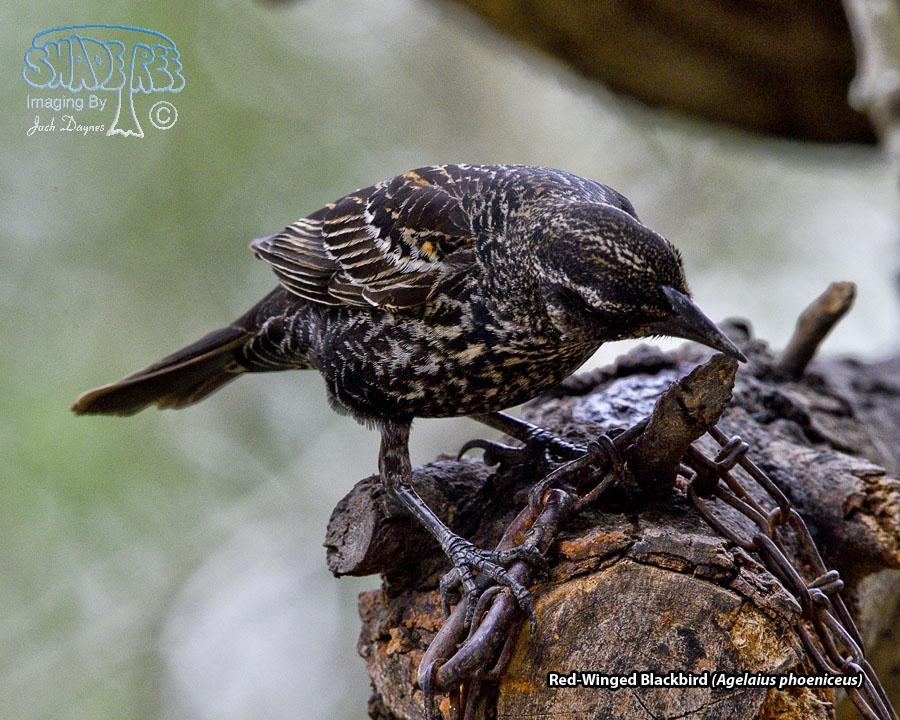 Red-Winged Blackbird - Agelaius phoeniceus